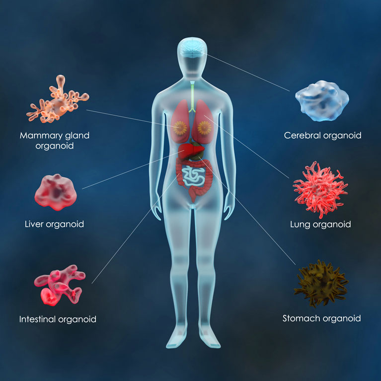 replicate-thrust Organoids of the human body